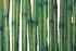 Verbundsicherheitsglas 2 x 4 mm - Ausführung: Spezial - E4 Bambus, Glasart: ESG, Hinweis: Preis/m²